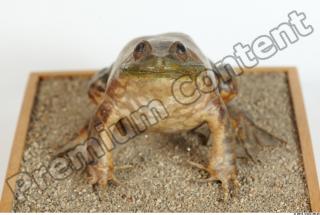 Bullfrog Rana catesbeiana 0028